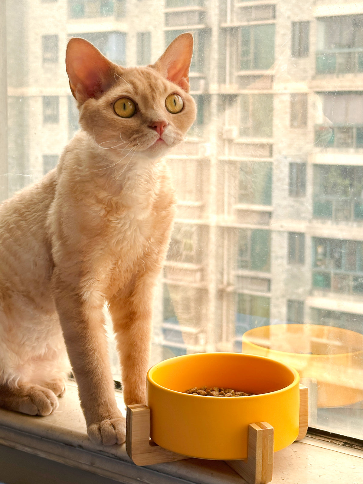 Sophie's Classic Pet Bowl - Bamboo Embrace (Honey Yellow)