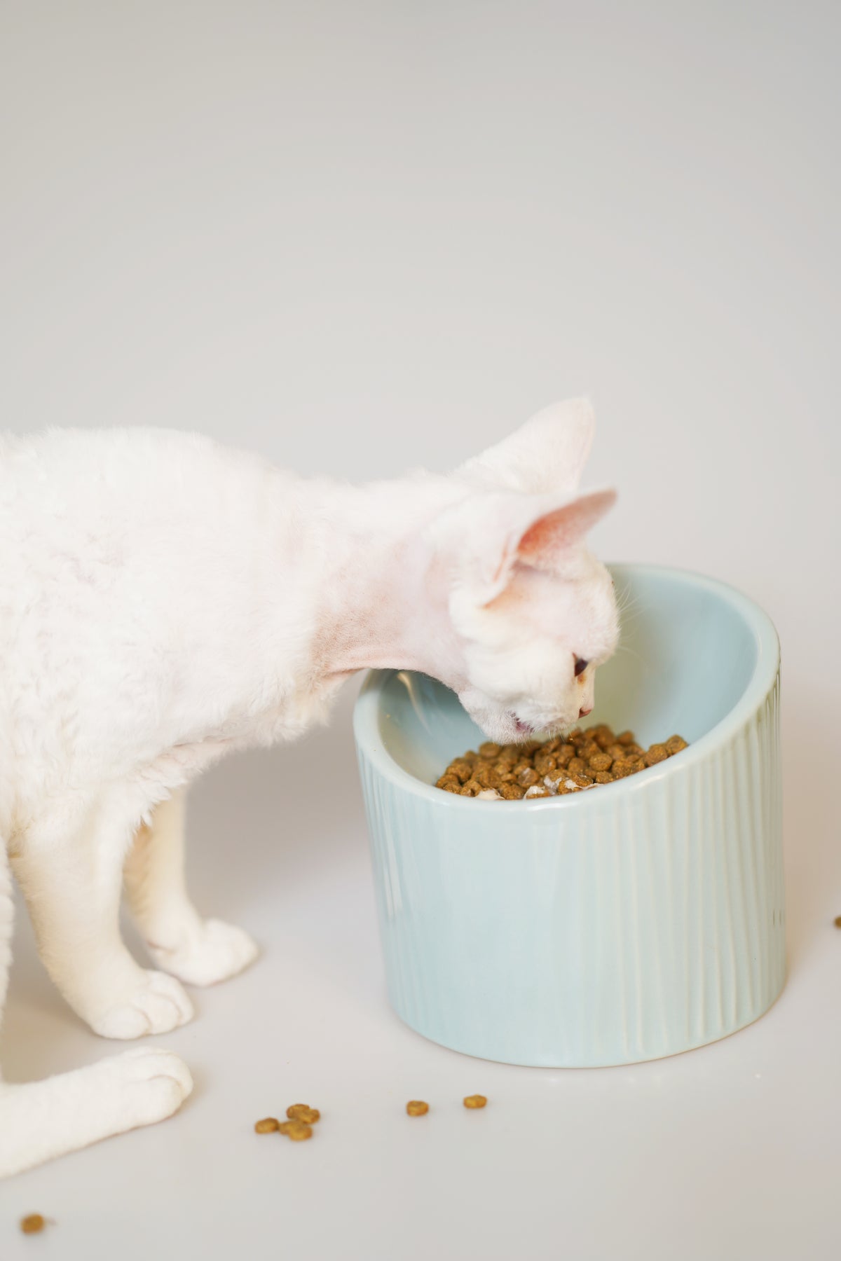 Aura Pet Bowl (Mint)