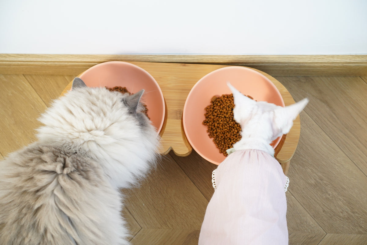 Bun's Tilted Twin Pet Bowl - Harmony Stand (Ocean Mist)