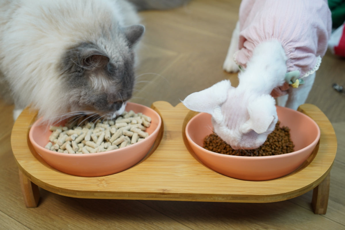 Bun's Tilted Twin Pet Bowl - Harmony Stand (Coral Blush)